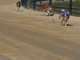 Golden Rabbit European Sandtrack-Derby Th. Ernst (109)